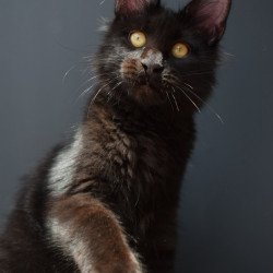 Maine Coon NOV Aristocrat