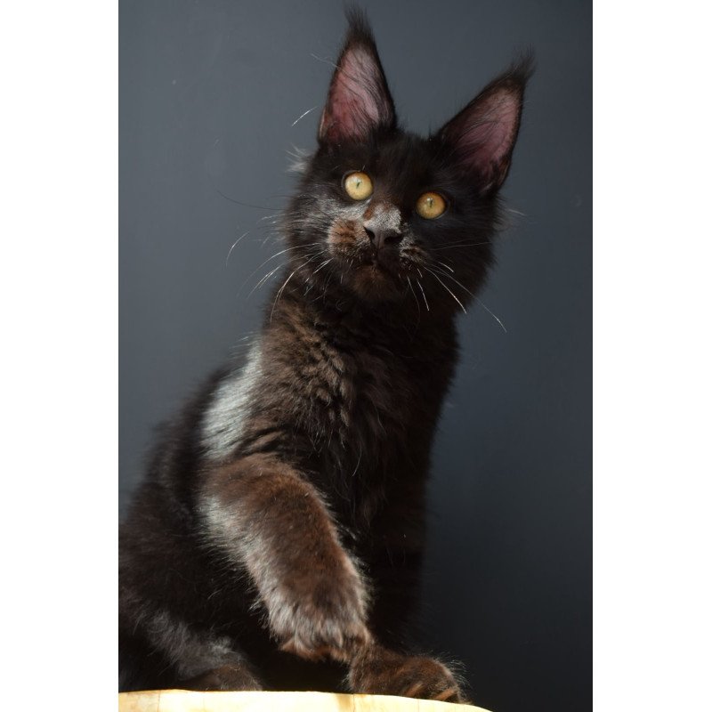 Maine Coon NOV Aristocrat