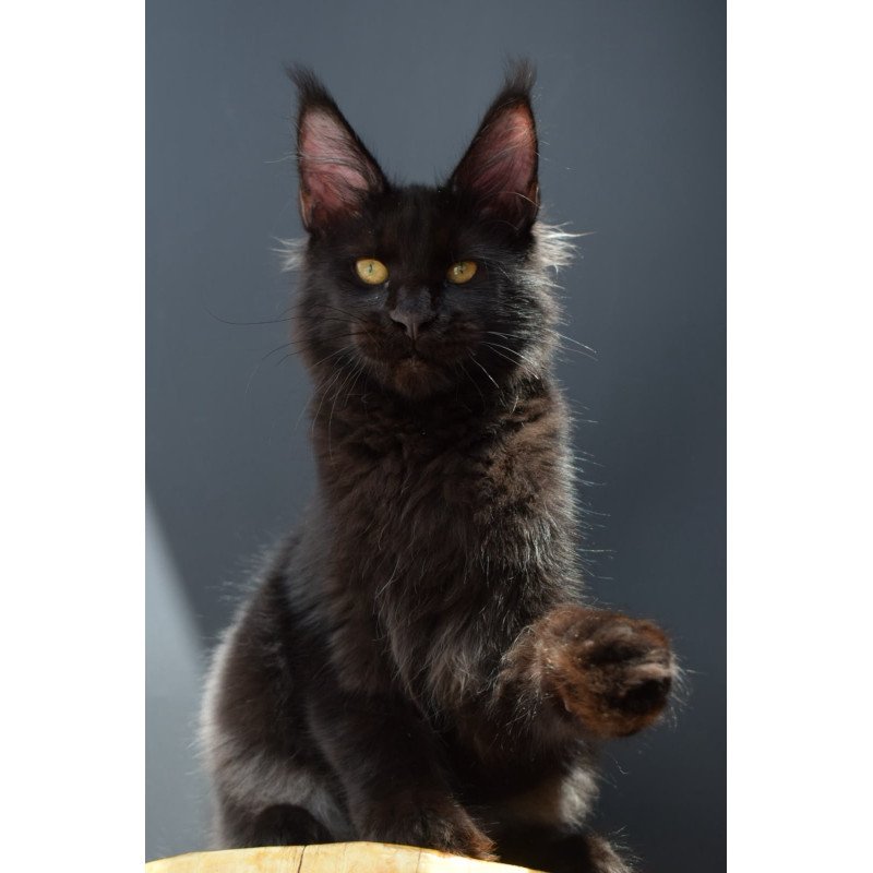 Maine Coon NOV Aristocrat