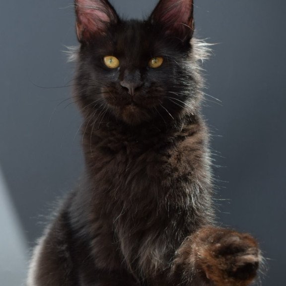 Maine Coon NOV Aristocrat