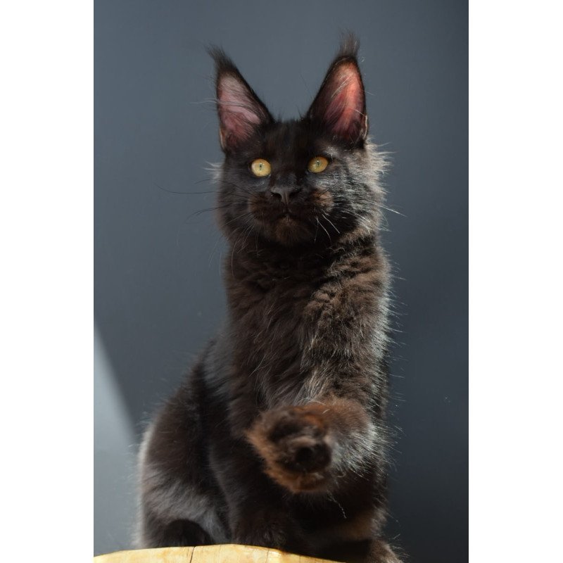 Maine Coon NOV Aristocrat