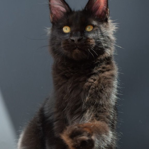 Maine Coon NOV Aristocrat