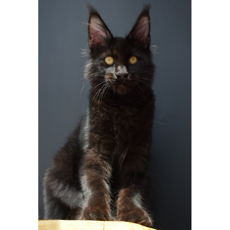 Maine Coon NOV Aristocrat