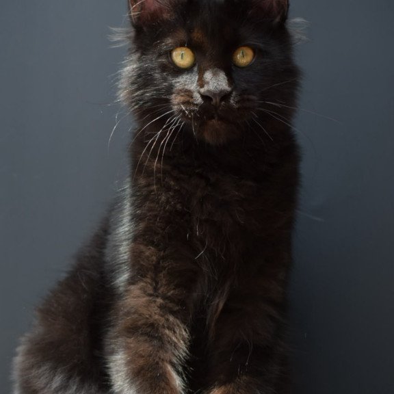 Maine Coon NOV Aristocrat
