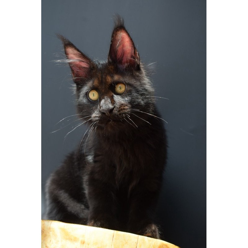 Maine Coon NOV Aristocrat