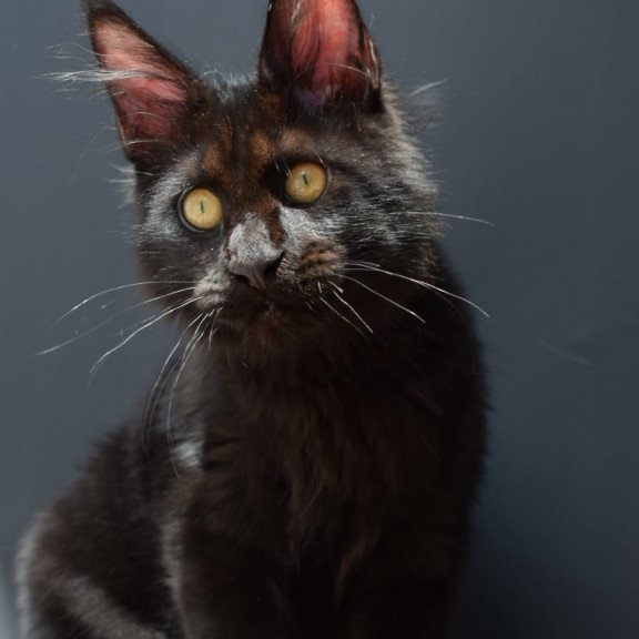 Maine Coon NOV Aristocrat