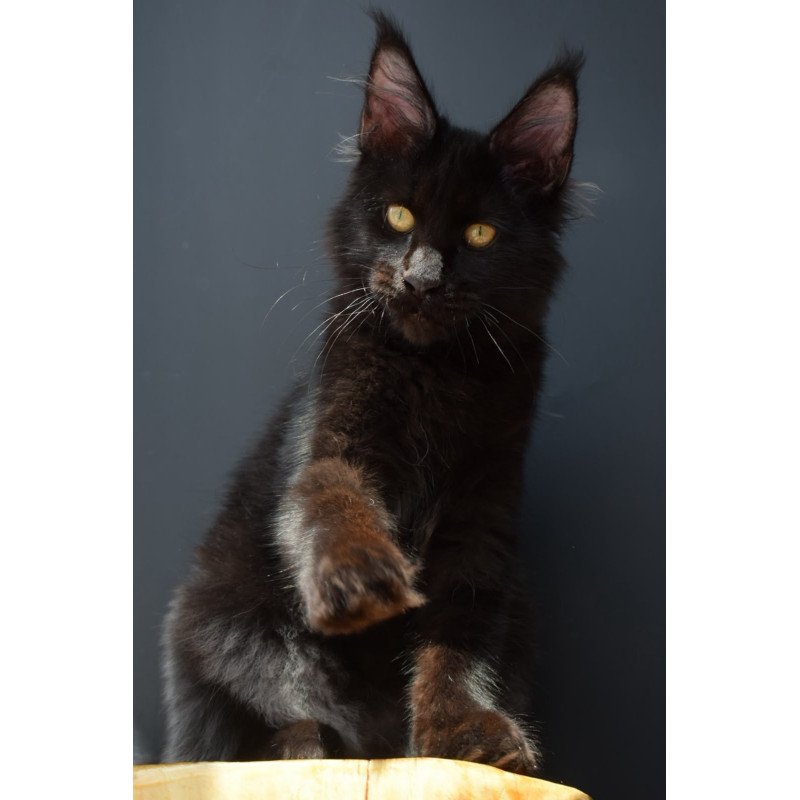 Maine Coon NOV Aristocrat