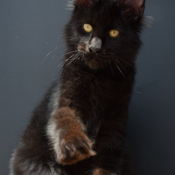 Maine Coon NOV Aristocrat