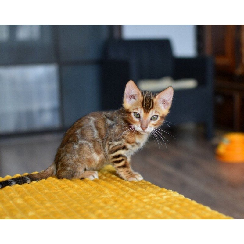 Bengal NOV Perseus