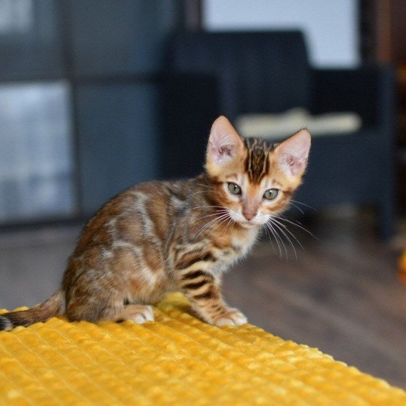 Bengal NOV Perseus