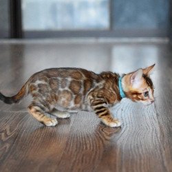 Bengal NOV Perseus