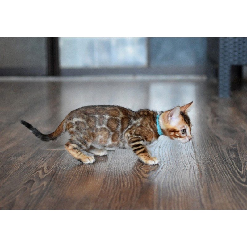 Bengal NOV Perseus