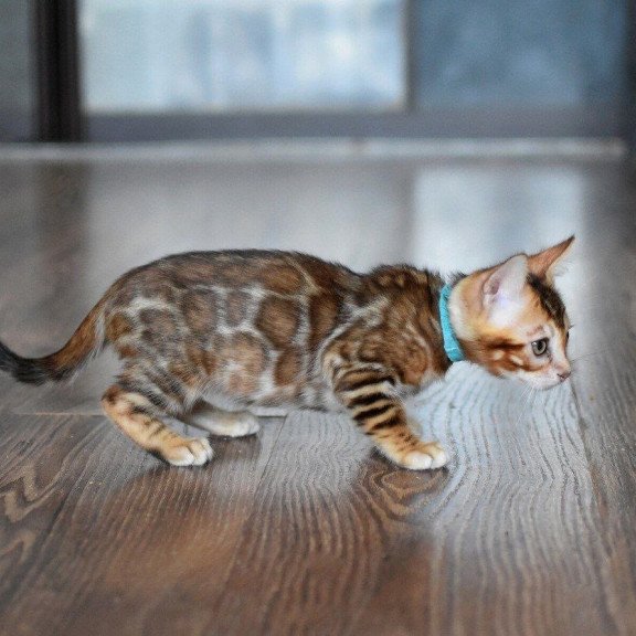 Bengal NOV Perseus