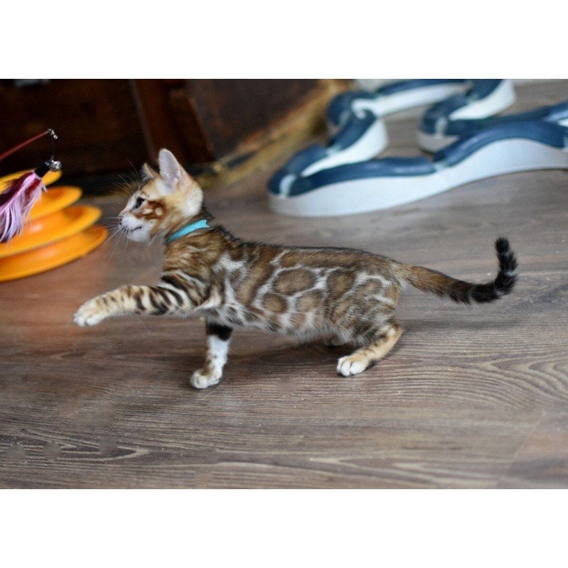 Bengal NOV Perseus