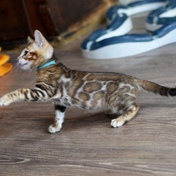 Bengal NOV Perseus