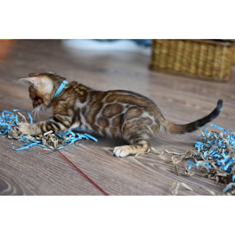 Bengal NOV Perseus