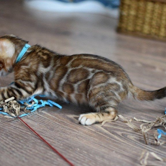 Bengal NOV Perseus