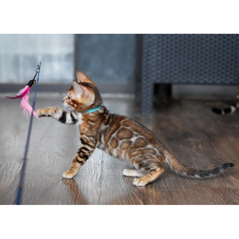 Bengal NOV Perseus