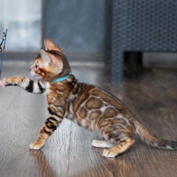 Bengal NOV Perseus