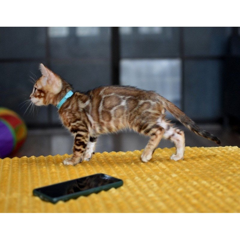 Bengal NOV Perseus
