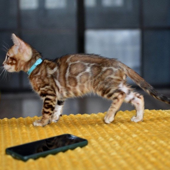 Bengal NOV Perseus