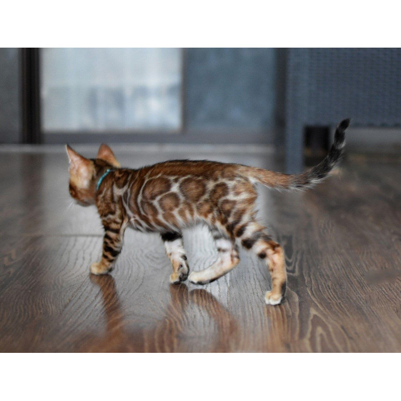 Bengal NOV Perseus