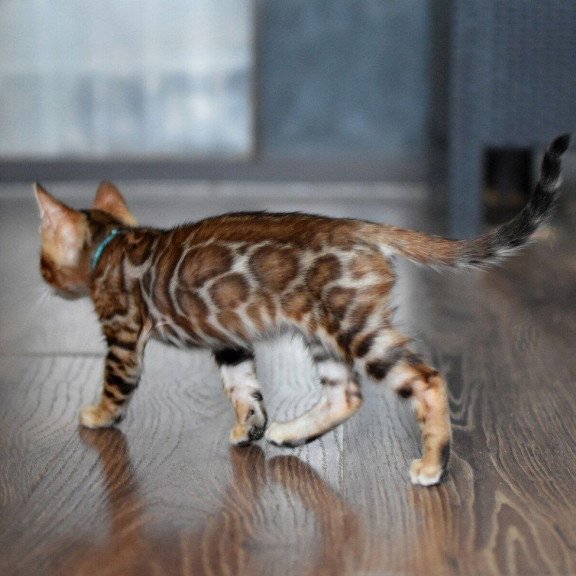Bengal NOV Perseus