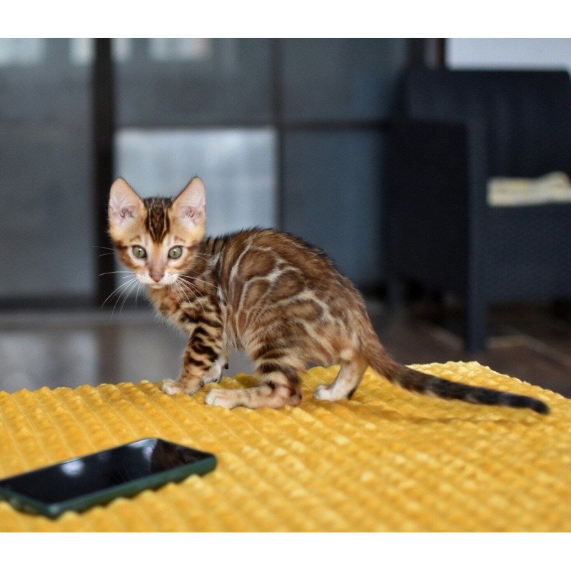 Bengal NOV Perseus