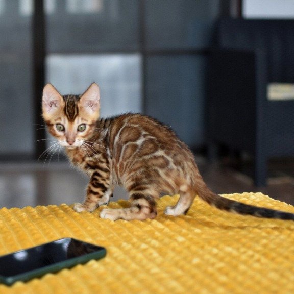 Bengal NOV Perseus