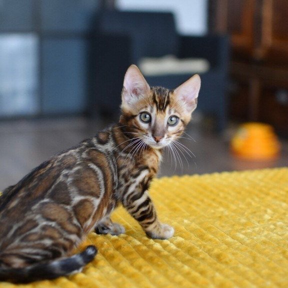 Bengal NOV Anthey