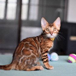 Bengal NOV Mario