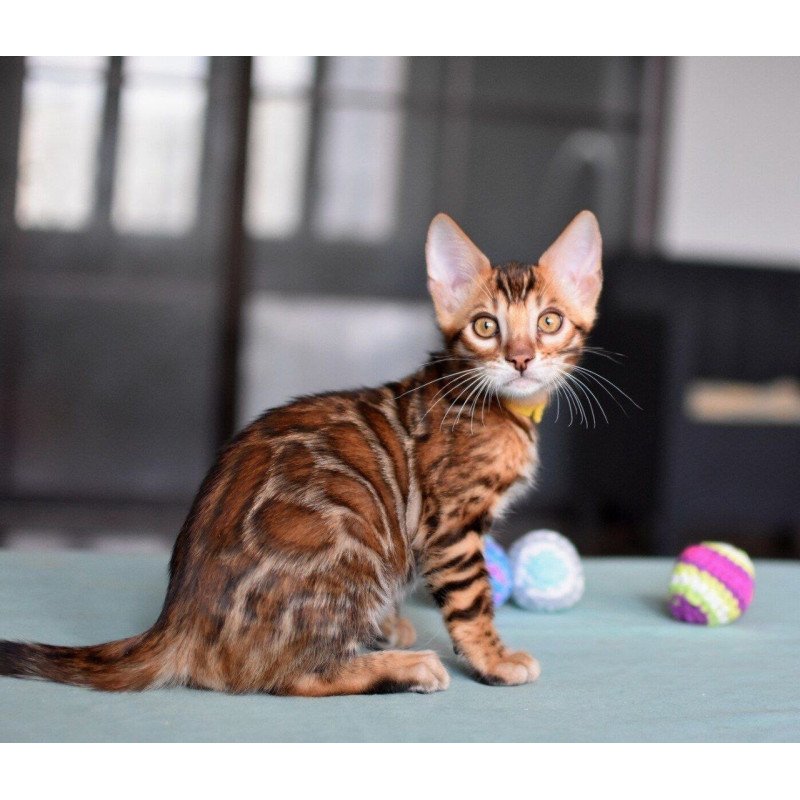 Bengal NOV Mario