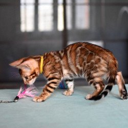 Bengal NOV Mario