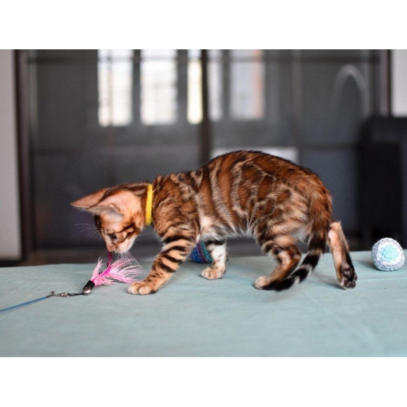 Bengal NOV Mario
