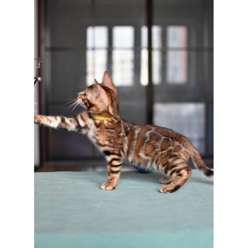 Bengal NOV Mario