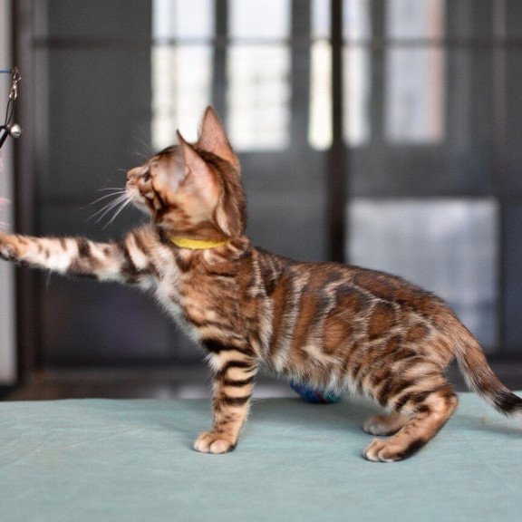 Bengal NOV Mario