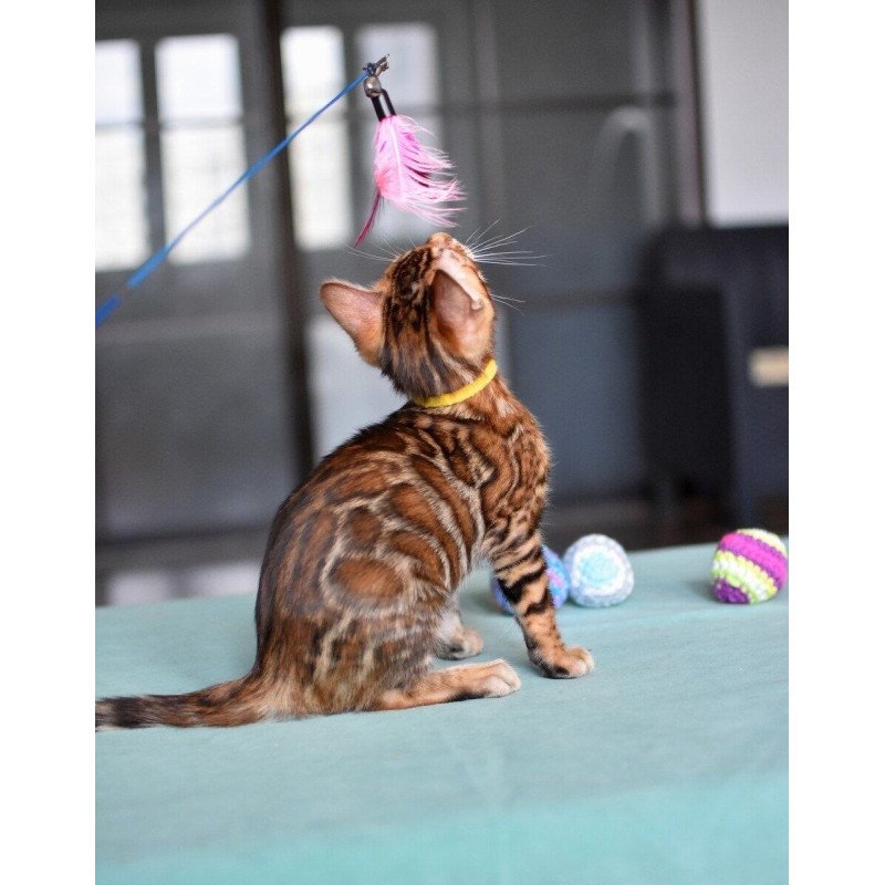 Bengal NOV Mario