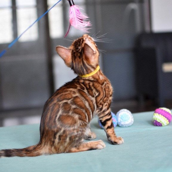 Bengal NOV Mario
