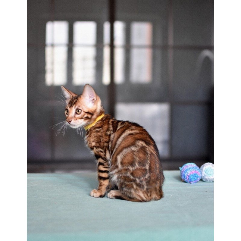 Bengal NOV Mario