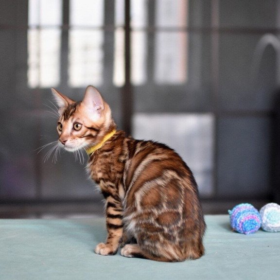 Bengal NOV Mario