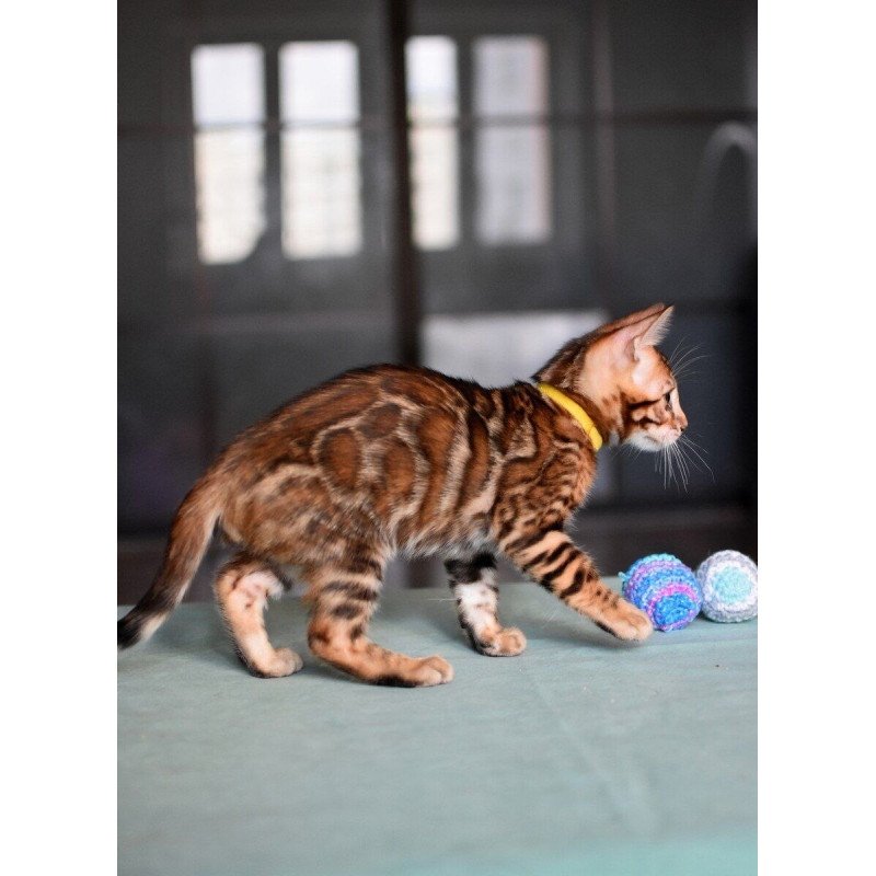 Bengal NOV Mario