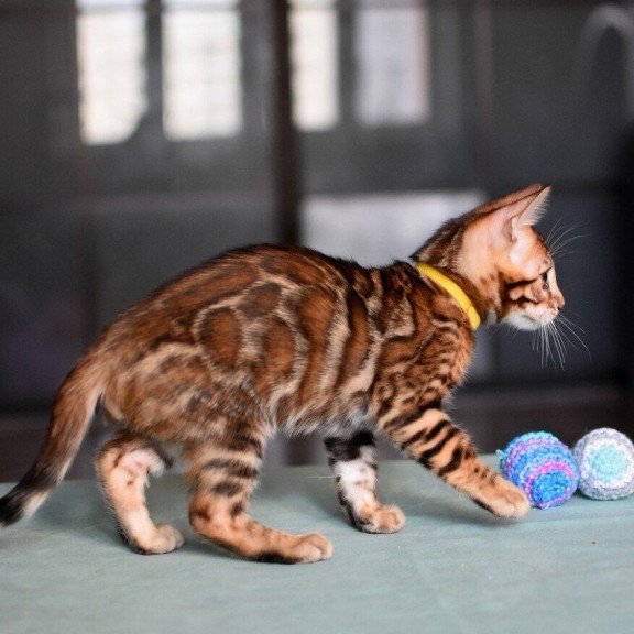 Bengal NOV Mario