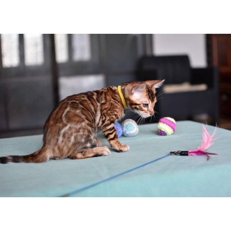 Bengal NOV Mario