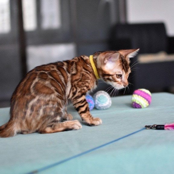 Bengal NOV Mario
