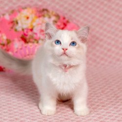 Ragdoll NOV Lucy