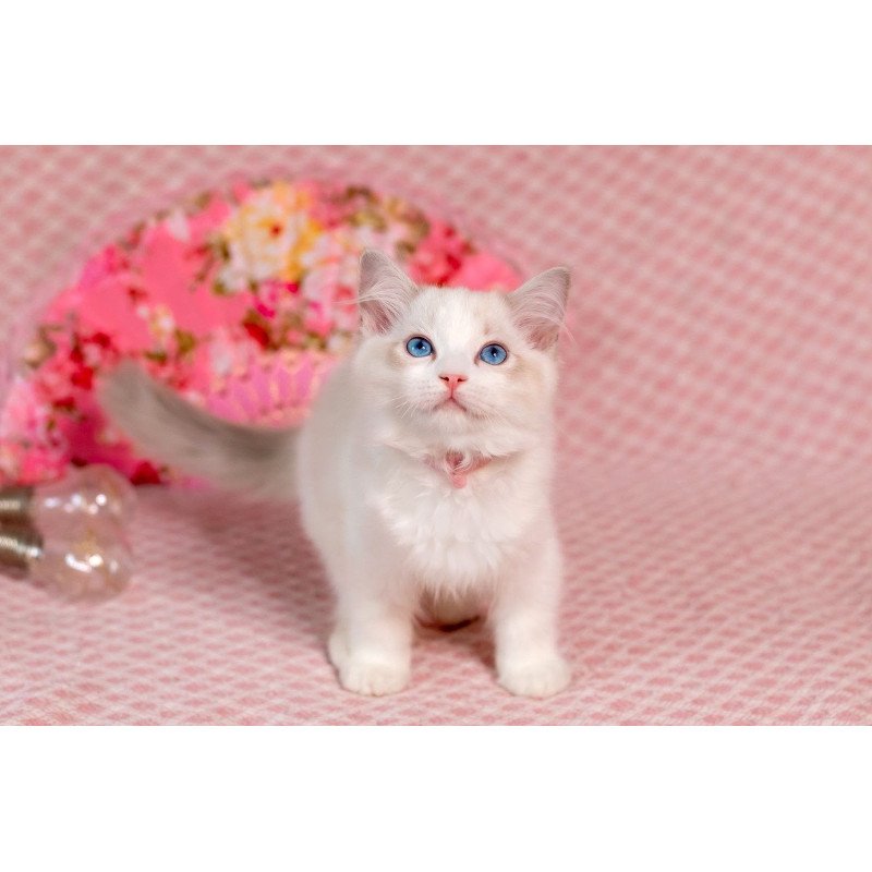 Ragdoll NOV Lucy
