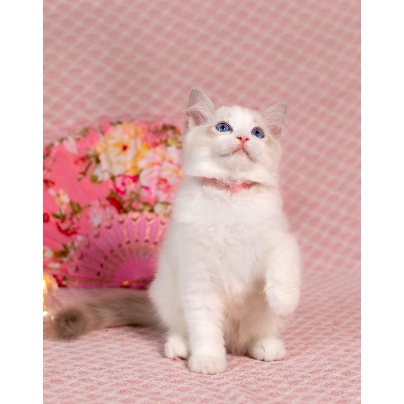 Ragdoll NOV Lucy