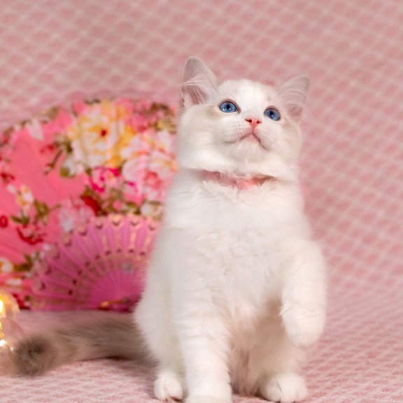 Ragdoll NOV Lucy