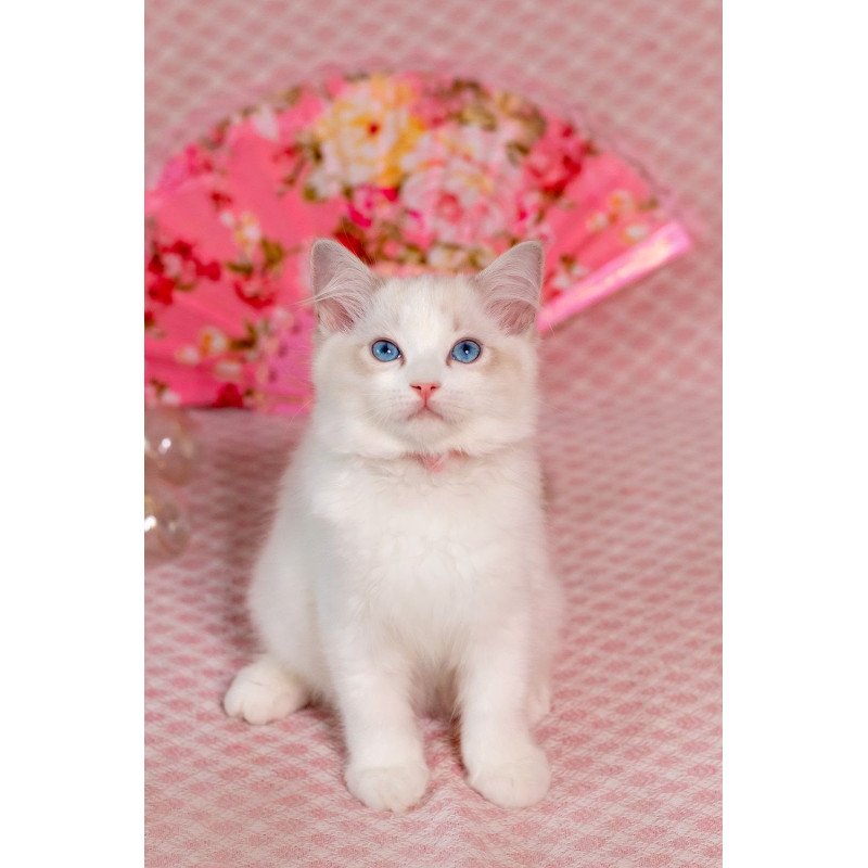 Ragdoll NOV Lucy