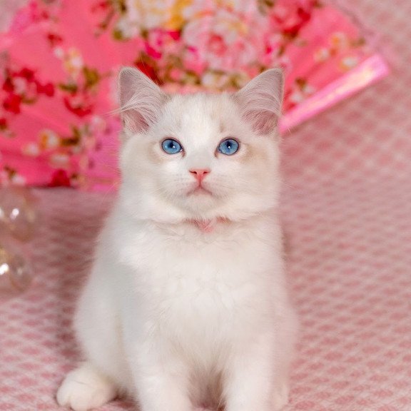 Ragdoll NOV Lucy